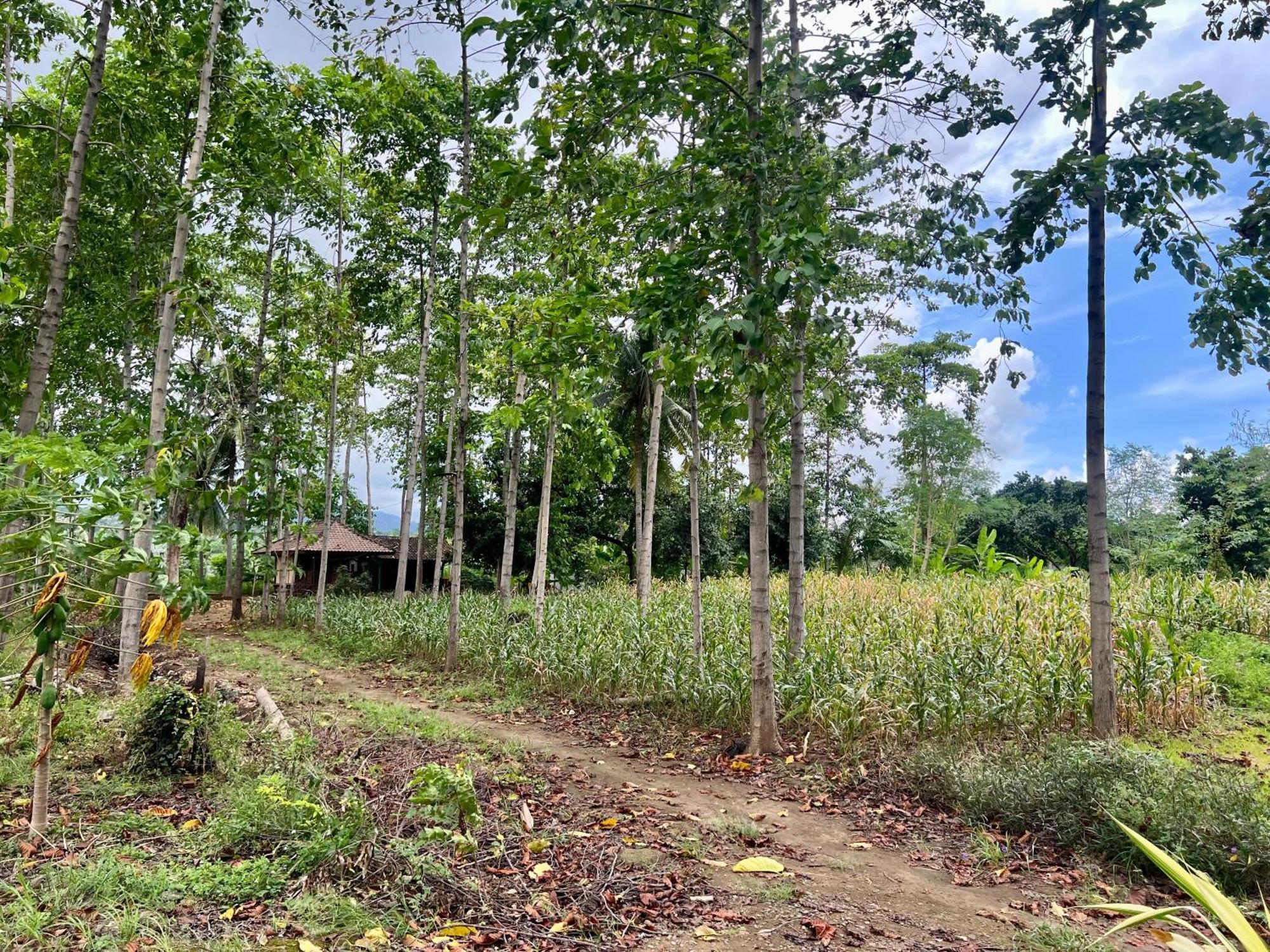 Pohon Purba Resort & Restaurant Labuhan Pandan Kültér fotó